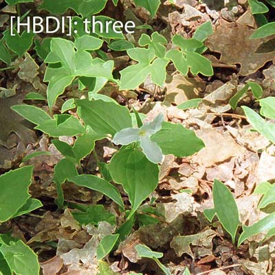 Cover of the HBDI three album